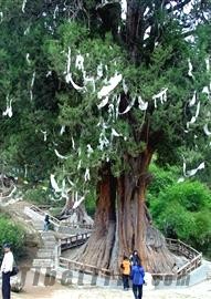 Huge Cypress in Bayi Town, Nyingchi, Tibet