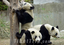 Pandas in Beijing Zoo