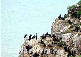 Bird Island, Qinghai Lake