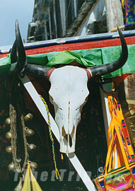 Tibetan medicine – Yak hull