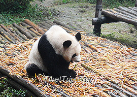 cute-panda