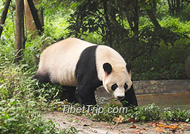 lovely-panda