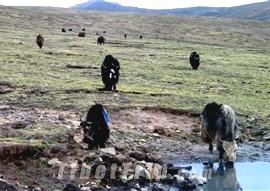 Tibetan yak, Tibet