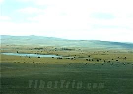 Qiangtang Grassland, Amdo, Tibet