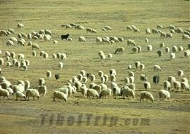 Tibetan wild animals, Kekexili